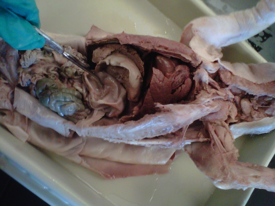 Stomach - ANATOMY: FETAL PIG DISSECTION