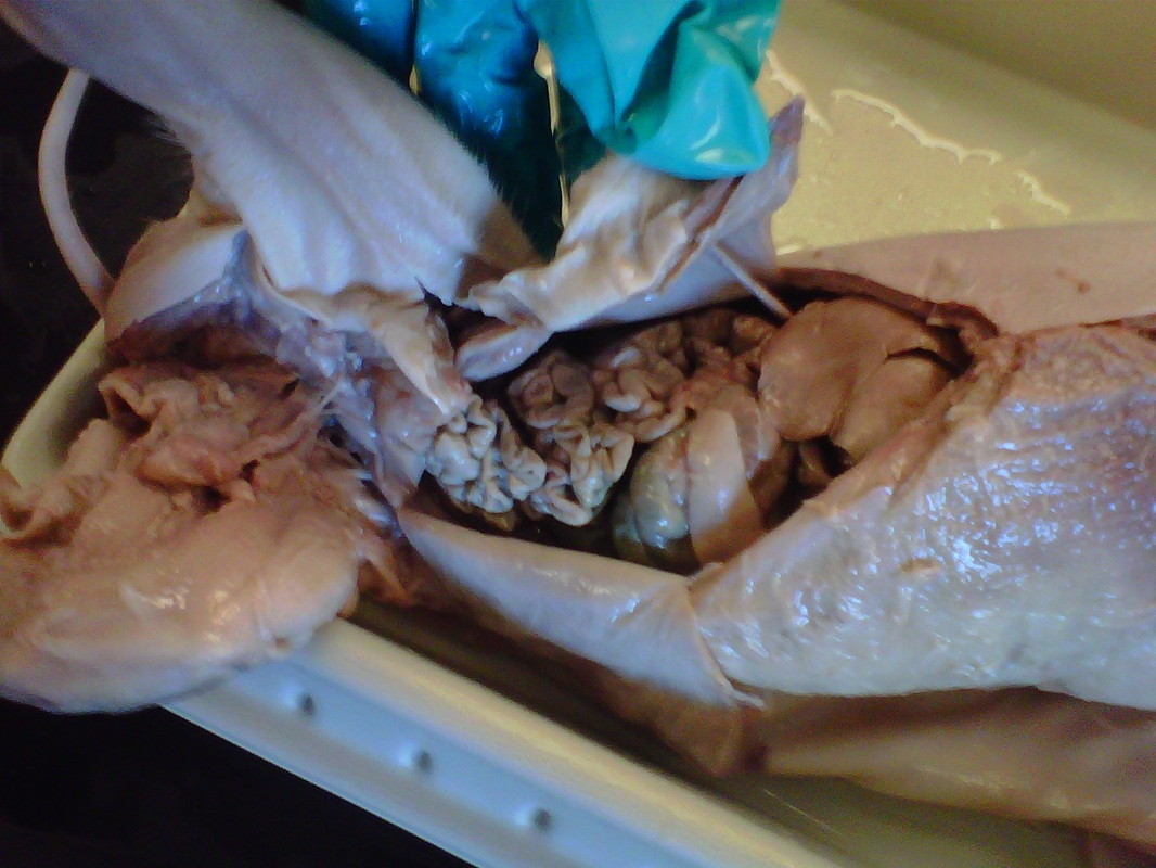 Digestive System - ANATOMY: FETAL PIG DISSECTION